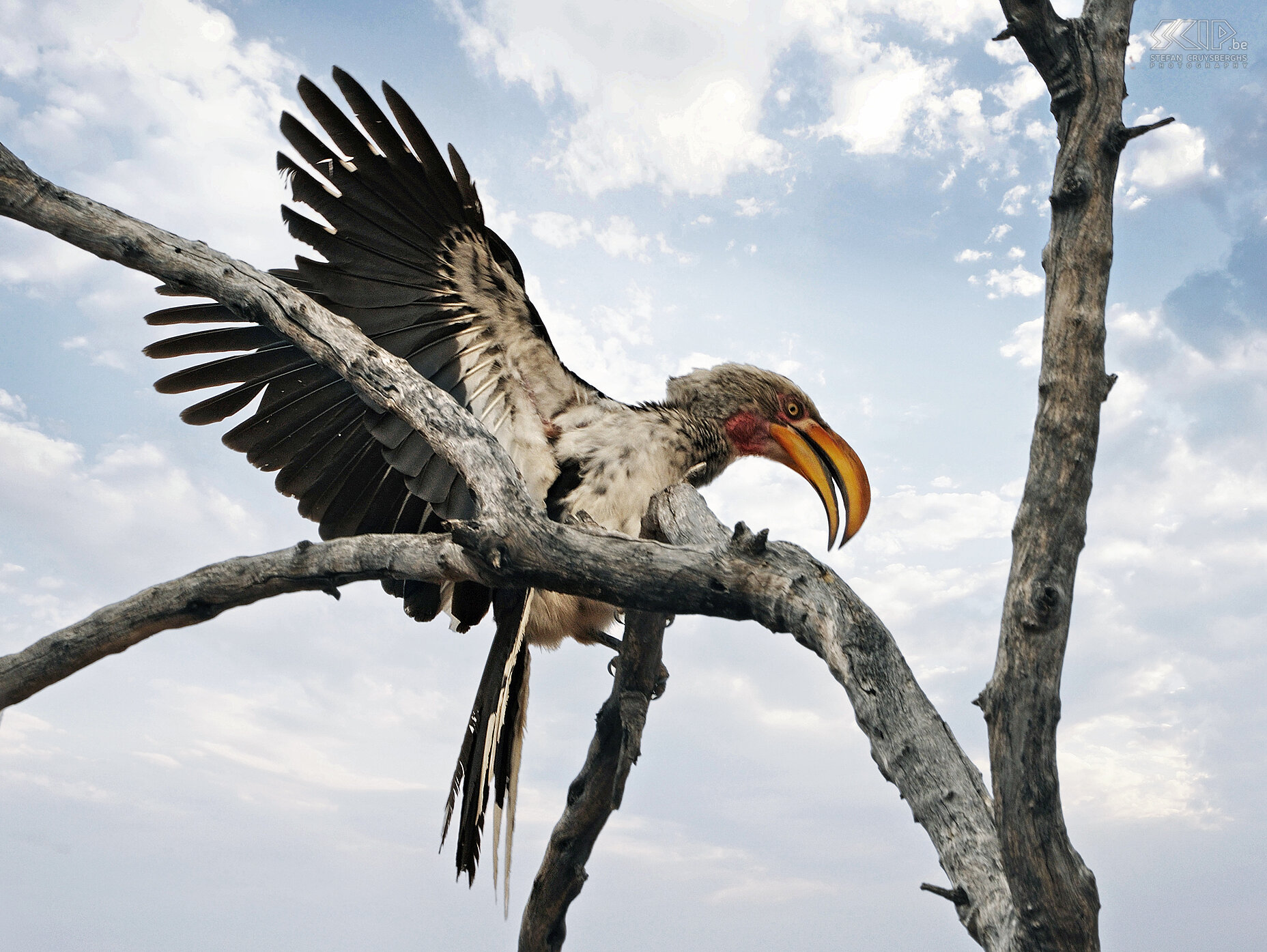 Waterberg - Yellow-billed Hornbill The Yellow-billed Hornbill (Tockus leucomelas) is a common bird in southern Africa. Stefan Cruysberghs